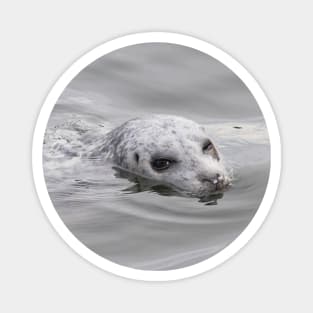 Cheeky Harbor Seal Winks at the Photographer Magnet